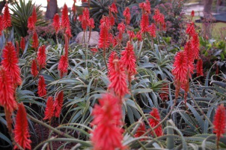 Red flowers at Laguna Beach.
