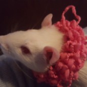 Miss Daisy (Rat) - white rat with ping collar