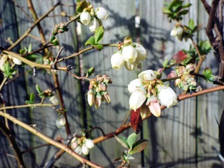 Blueberry ~ An Early Variety - blooming blueberry bush