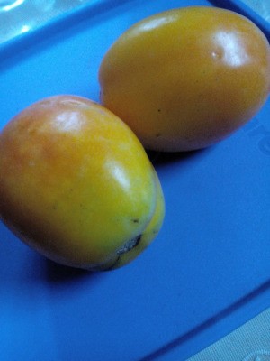 Two yellow-orange tomatoes on a blue background.