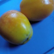 Two yellow-orange tomatoes on a blue background.