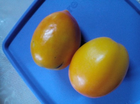 Two yellow-orange tomatoes on a blue background.