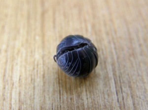 A Rolly-Polly rolled up on a table.