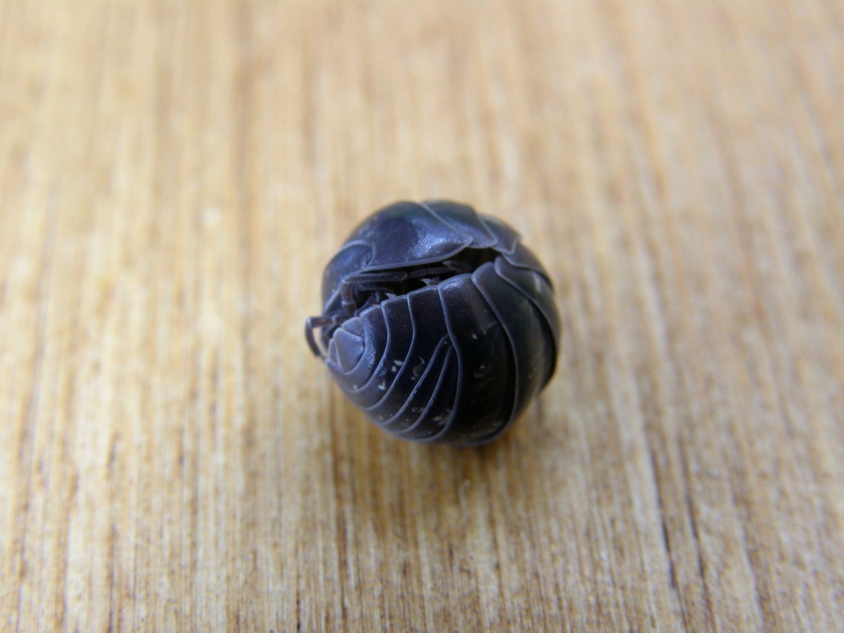 How To Get Rid Of Rolly Pollies In Basement