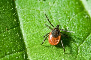 An adult tick on a leaf.