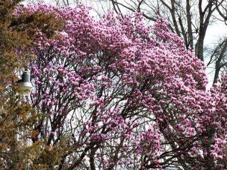 A magnolia tree with pink blooms.