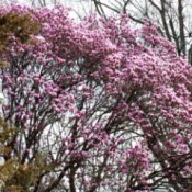 A magnolia tree with pink blooms.