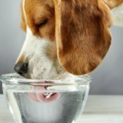 Dog Drinking water.