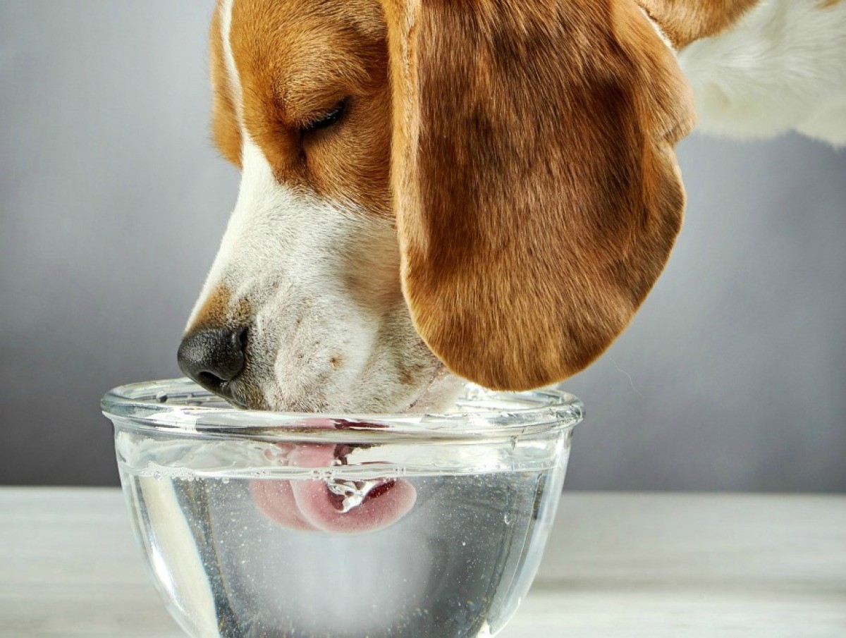 Dog Coughs After Drinking? ThriftyFun