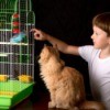 A cat staring at a bird cage.
