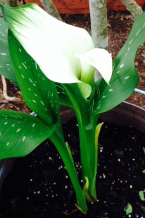 Identifying a Calla Lily Variety - white calla lily with green on tip and speckled leaves