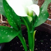Identifying a Calla Lily Variety - white calla lily with green on tip and speckled leaves