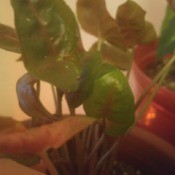 What Is This Houseplant?