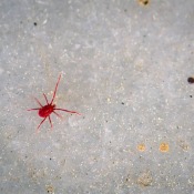 red mite