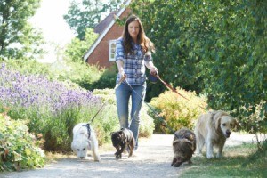 A dog walker, walking dogs to earn extra money.