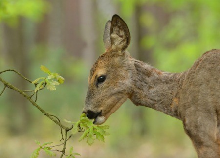 A deer eating some leaves off a branch.