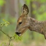 A deer eating some leaves off a branch.