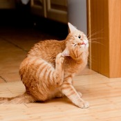 An indoor cat scratching at flea bites.
