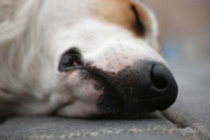 A sick dog sleeping, with a close up of his mouth and nose.