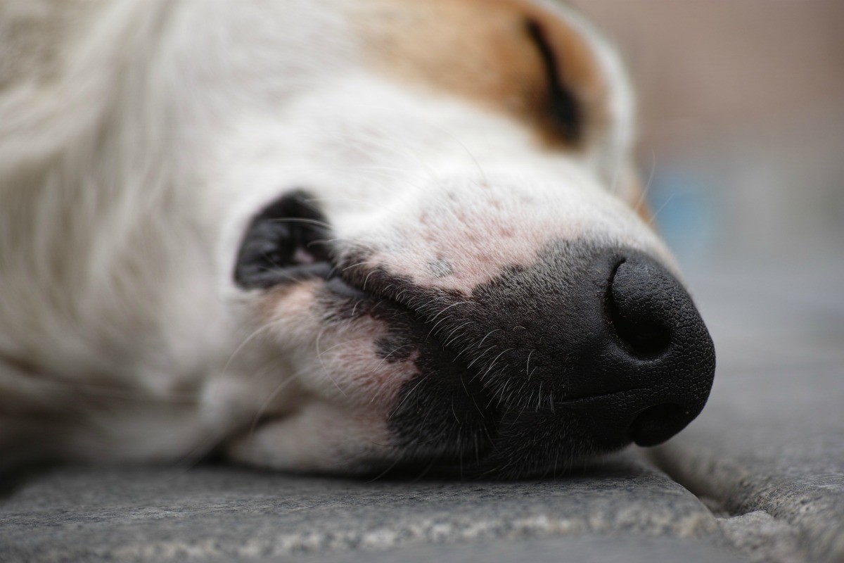 dogs with parvo poop