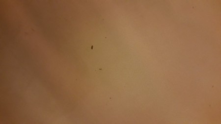 A picture of little black bugs.