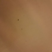 A picture of little black bugs.