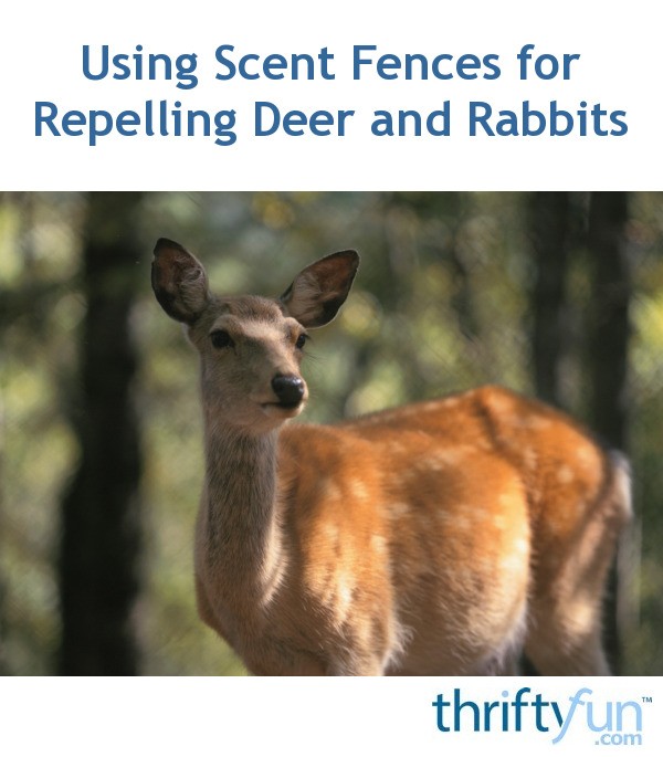 Using Scent Fences for Repelling Deer and Rabbits ThriftyFun
