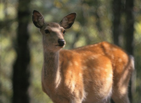 An alert deer.