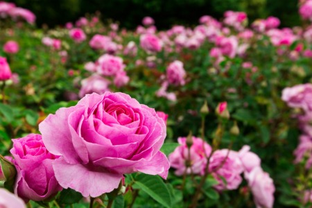 Beautiful pink roses.