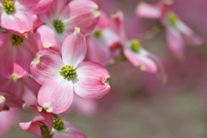 pink dogwood flowers