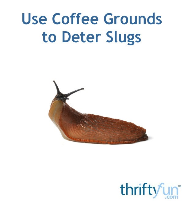 Use Coffee Grounds to Deter Slugs ThriftyFun