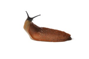 large slug