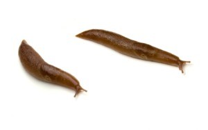two large slugs
