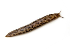 giant slug