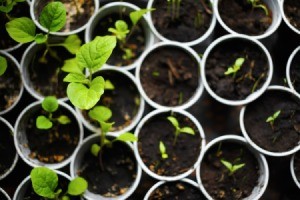 Seedlings growing in small containers.