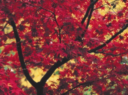 A large red maple tree.