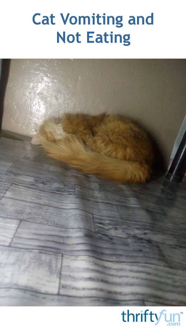 Cat Vomiting and Not Eating? ThriftyFun