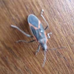 black bug with red stripes on wings box elder