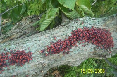 Small Black and Red Bugs