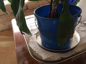Recycled Popcorn Lid as Plant Saucer