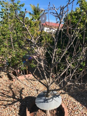 Bird Repellent CD for your Garden - CDs hanging in a tree