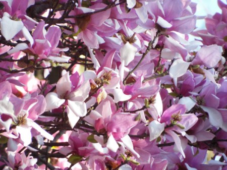 A Tree To Behold (Magnolia × soulangeana) = pink flowering magnolia