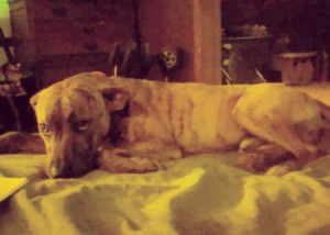 Is My Dog a Full Blooded Pit Bull? - brindle dog lying down