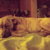 Is My Dog a Full Blooded Pit Bull? - brindle dog lying down