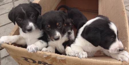 New Puppers (Mixed Breed) - black and white puppies in a cardboard box