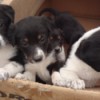 New Puppers (Mixed Breed) - black and white puppies in a cardboard box
