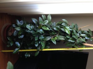 What Is This Houseplant? - tall supported plant with dark green leaves