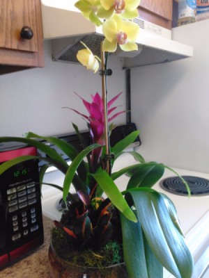 Identifying a Houseplant - pot with an orchid, a bromeliad, and unidentified plant with green, red, and yellow leaves