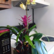 Identifying a Houseplant - pot with an orchid, a bromeliad, and unidentified plant with green, red, and yellow leaves