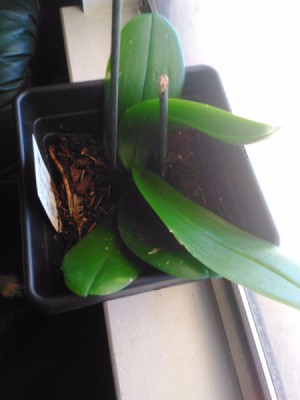 Getting an Orchid to Rebloom - potted orchid on window sill